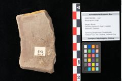 Foto (Objekt + Etikett) von Myrica lignitum Unger (NHMW-GEO-2024-0188-0485)